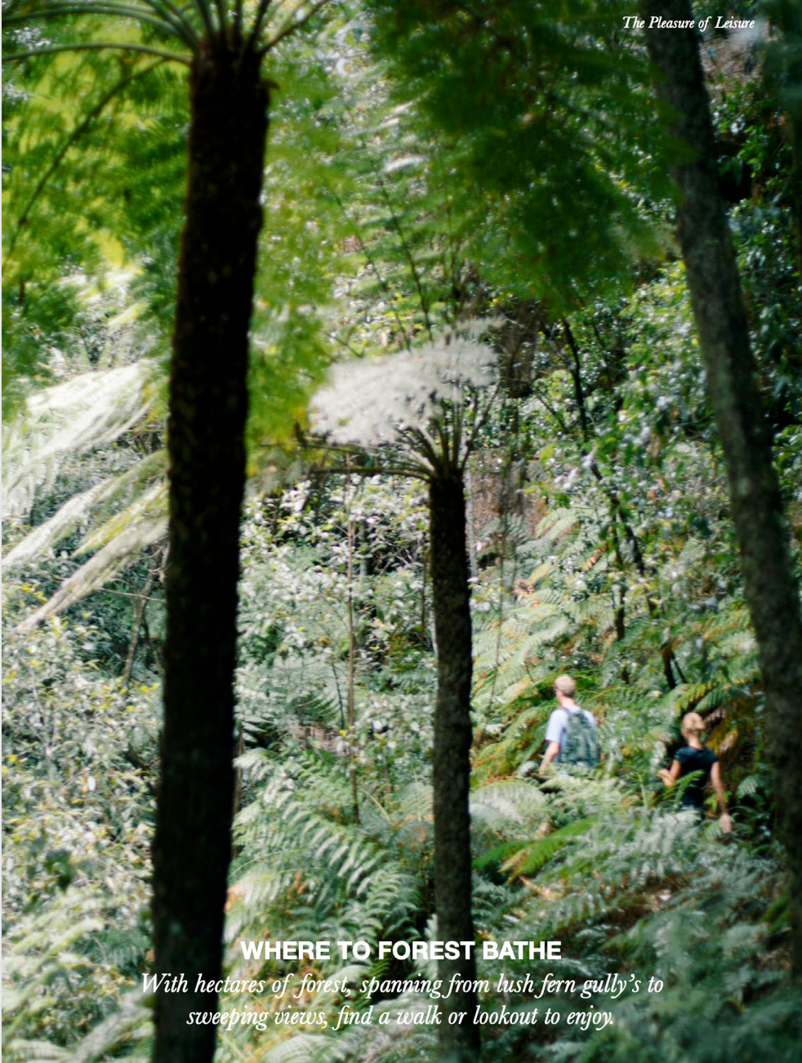 Blue Mountains Travel Guide